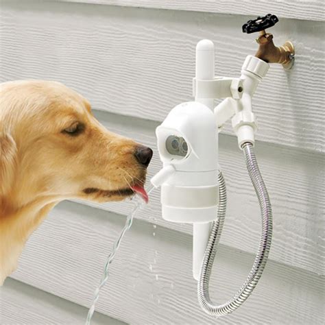 outdoor dog water fountain